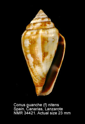 Conus guanche (f) nitens.jpg - Conus guanche (f) nitensLauer,1993